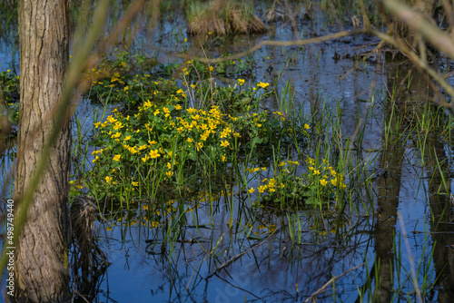 Yellow blooming marsh marigolds  Caltha palustris  in spring  light flowers in the dark blue water between trees in a wetland forest  environmental protection and biodiversity concept