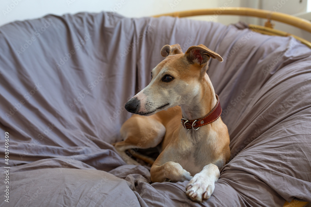 cute whippet breed dog on a couch cute whippet breed dog on a couch
