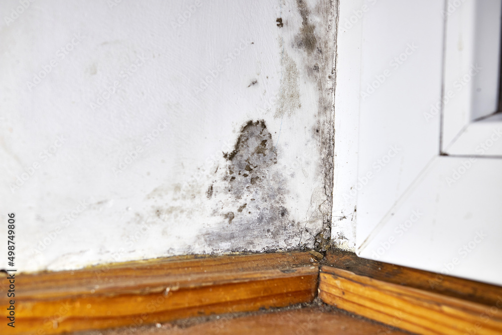 Stains of toxic mold and fungal bacteria on the wall in the corner near the door. Concept of condensation, moisture. Problems with ventilation. High humidity. Stains of toxic mold and fungal bacteria on the wall in the corner near the door. Concept of condensation, moisture. Problems with ventilation. High humidity.
