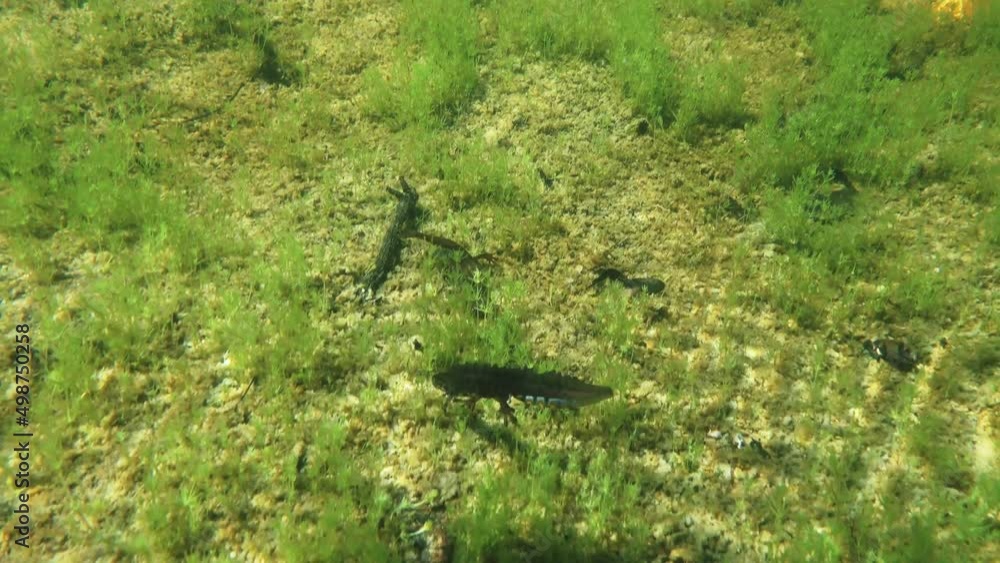 Smooth newt (Lissotriton vulgaris) male attempts to attract a female by swimming in front of her during the mating season. Smooth newt (Lissotriton vulgaris) male attempts to attract a female by swimming in front of her during the mating season.