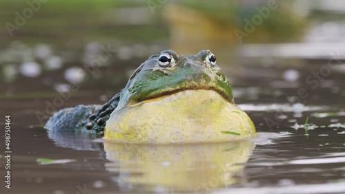 Portrait Of A Male African Bullfrog Inflating His Vocal Sacs In A Puddle. Close Up Shot photo