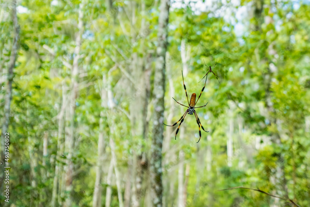 Closeup of male and female orb weaver spiders (Trichonephilia clavipes) in Jean Lafitte National Park, Louisiana, USA Closeup of male and female orb weaver spiders (Trichonephilia clavipes) in Jean Lafitte National Park, Louisiana, USA