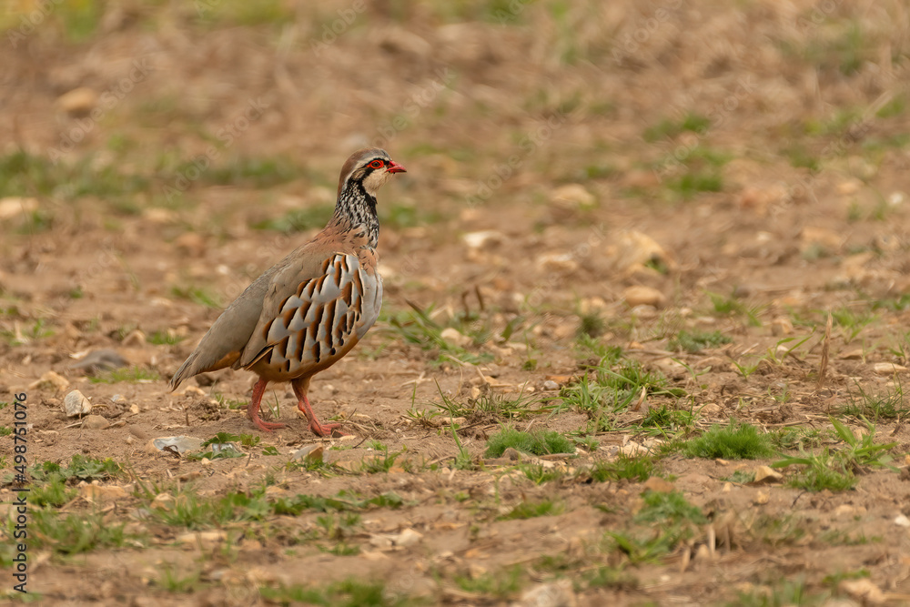Red-legged partridge (Alectoris rufa) walking across a field. Small UK gamebird. Red-legged partridge (Alectoris rufa) walking across a field. Small UK gamebird.