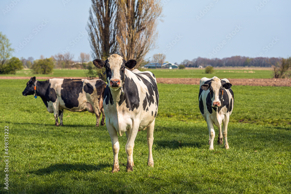 Fototapeta premium Three black and white cows in a fresh green Dutch meadow. The photo was taken in the South Holland region of Alblasserwaard on a sunny day at the beginning of the spring season.