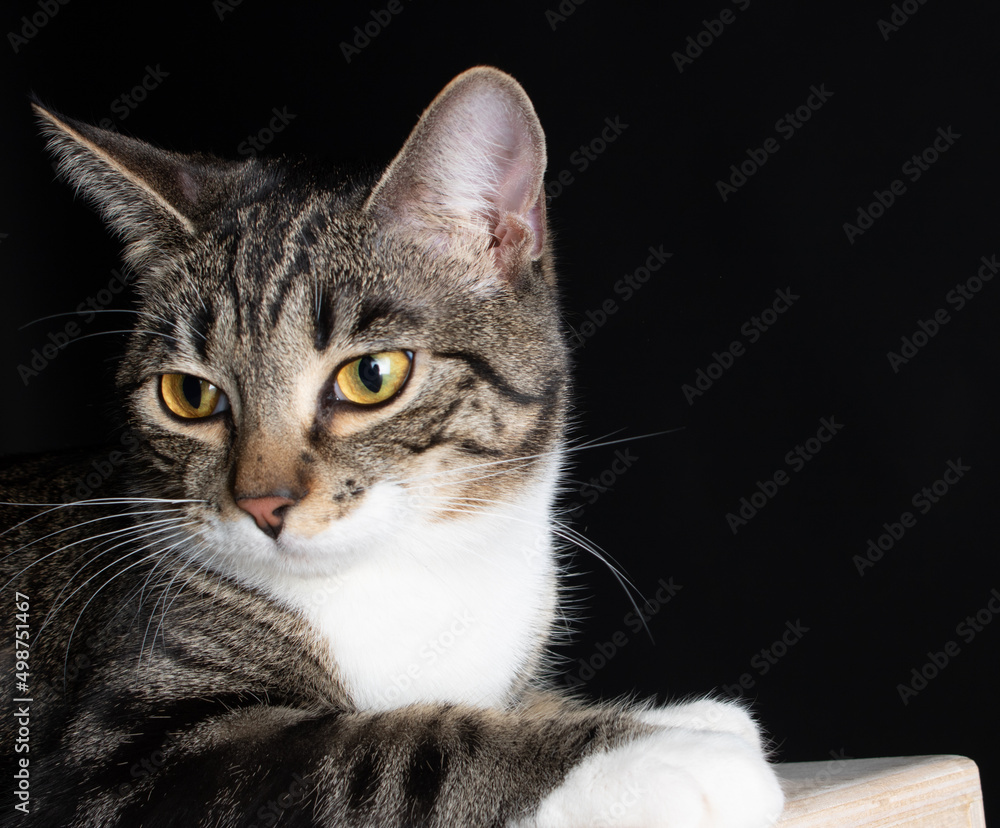 cat on a black background