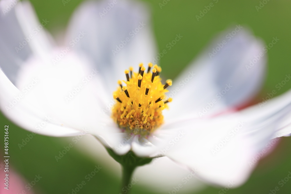 close up of flower close up of flower
