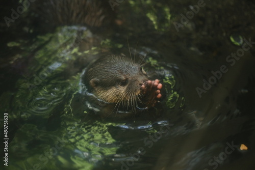 otter swimming in water