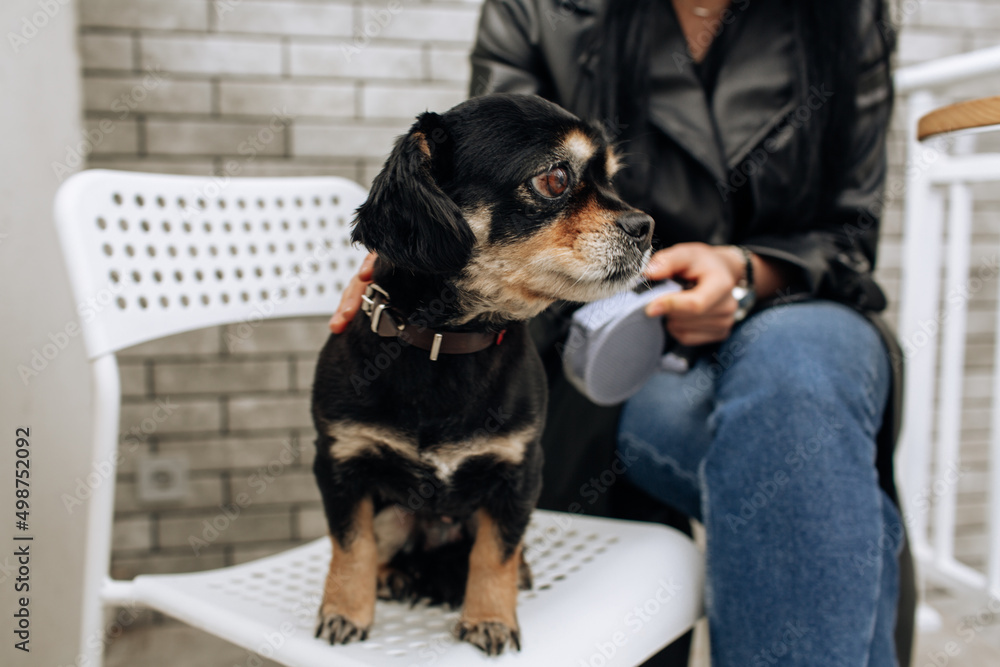 black dog sits on a chair. small breed. light background black dog sits on a chair. small breed. light background