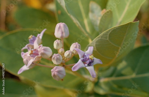 Blooming Crown Flower, Giant Milkweed, Calotropis gigantea, Giant Calotrope Flower