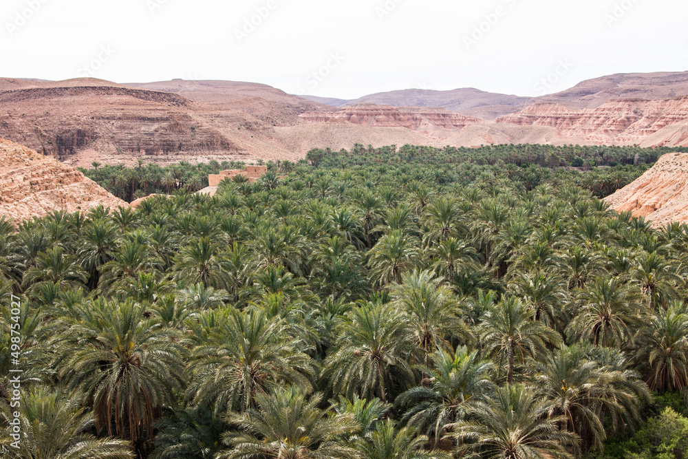 M'Chouneche oasis near Biskra city, Algeria M'Chouneche oasis near Biskra city, Algeria