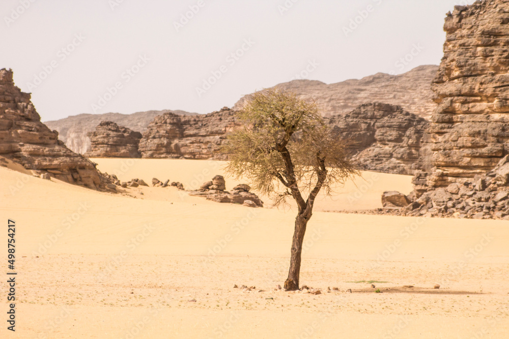Lonely tree in the Sahara desert among sand and mountains, Algeria