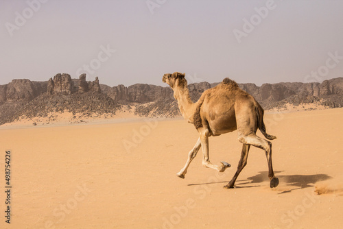 Running camel in Sahara desert