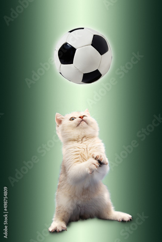 British kitten on green background plays with a soccer ball. © lizavetta