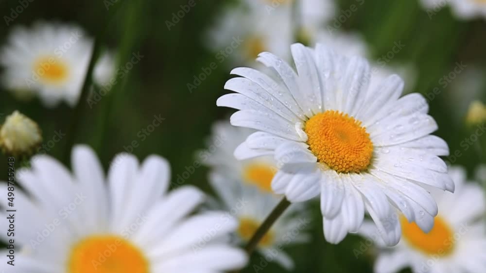 Macro shot of white daisies in the summer field. Macro shot of white daisies in the summer field.