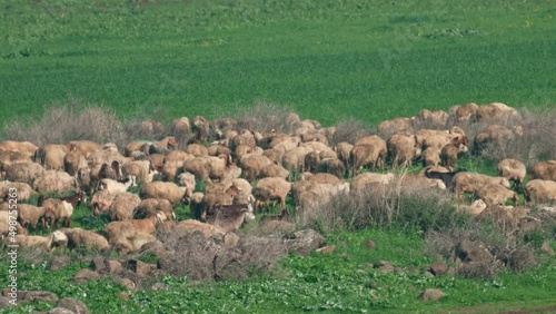 A herd of sheep grazing in the Golan Heights
