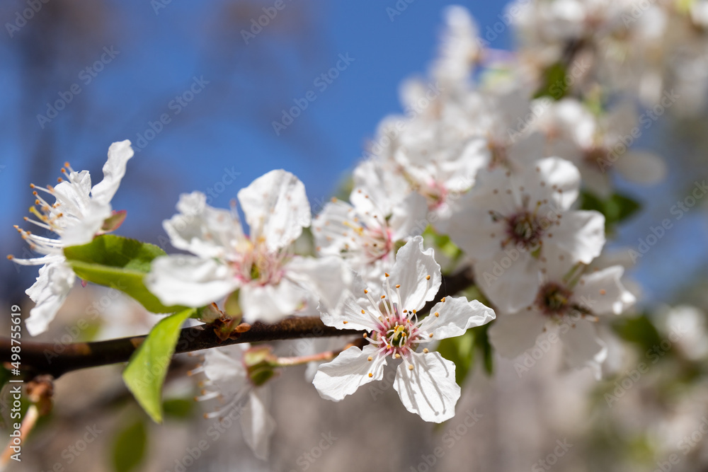 Beautiful branches of blossoming cherries. Beautiful abstract spring background. Beautiful branches of blossoming cherries. Beautiful abstract spring background.