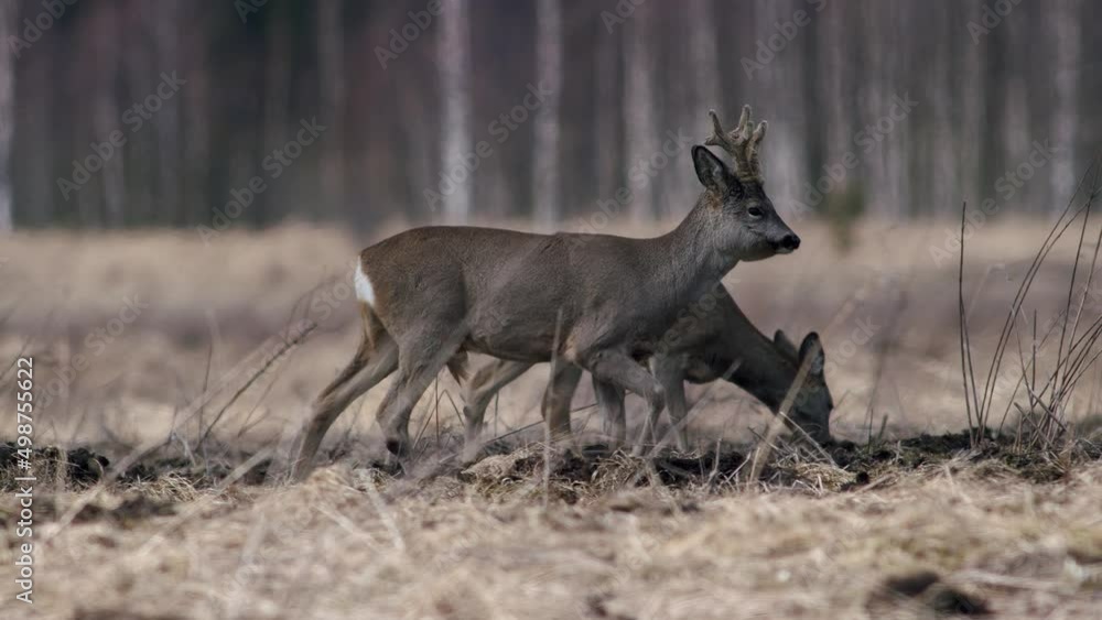 Roe deer with new set of three point antlers in spring time on dry grass meadow Roe deer with new set of three point antlers in spring time on dry grass meadow
