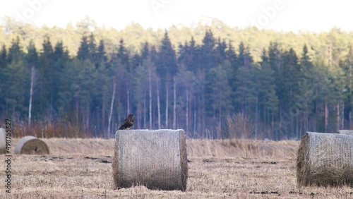 Common buzzard resting watching for pray on hay roll photo
