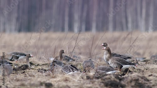 Large flock of white-fronted and other geese during spring migration resting and feeding on meadow take off photo