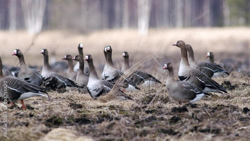 Large flock of white-fronted and other geese during spring migration resting and feeding on meadow take off Large flock of white-fronted and other geese during spring migration resting and feeding on meadow take off