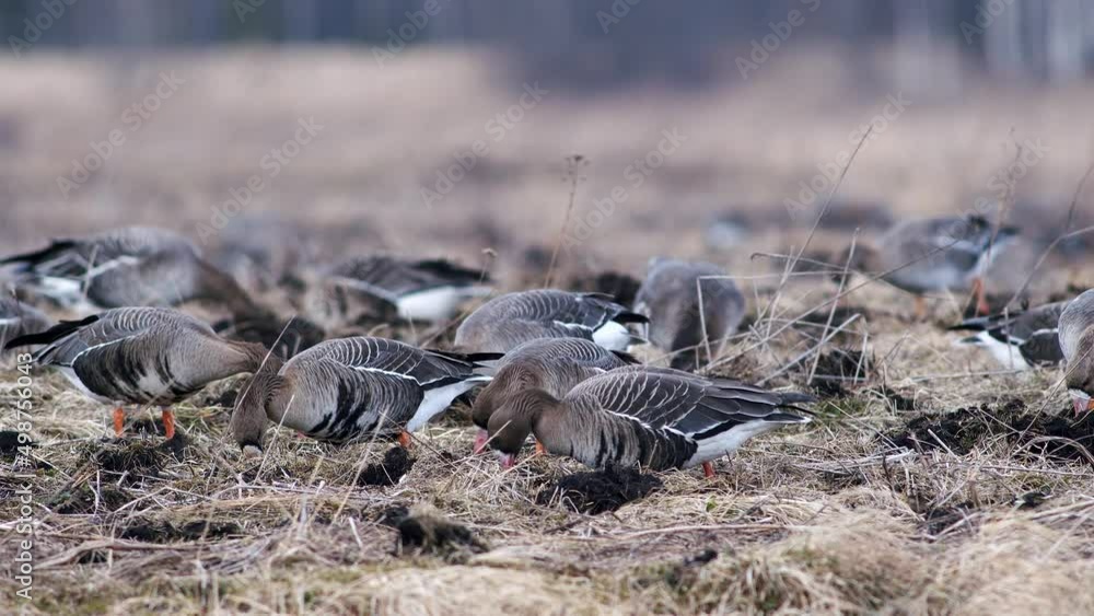 Large flock of white-fronted and other geese during spring migration resting and feeding on meadow take off Large flock of white-fronted and other geese during spring migration resting and feeding on meadow take off