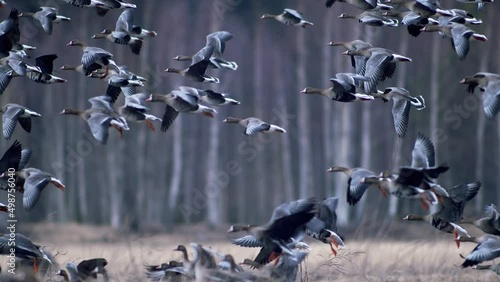 Large flock of white-fronted and other geese during spring migration resting and feeding on meadow take off photo