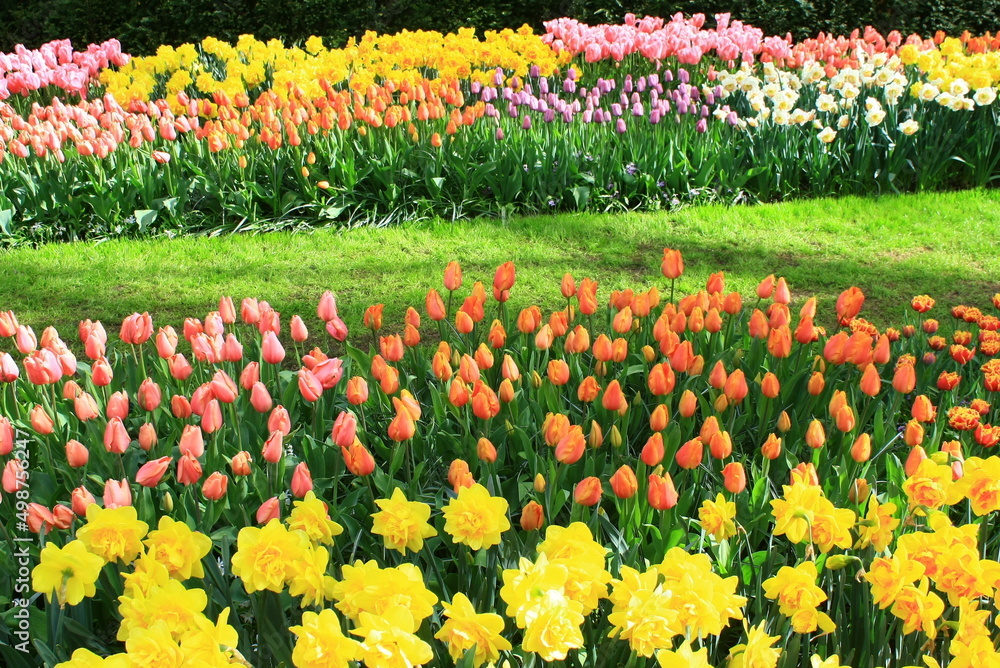 tulip plantation park, amsterdam, holland