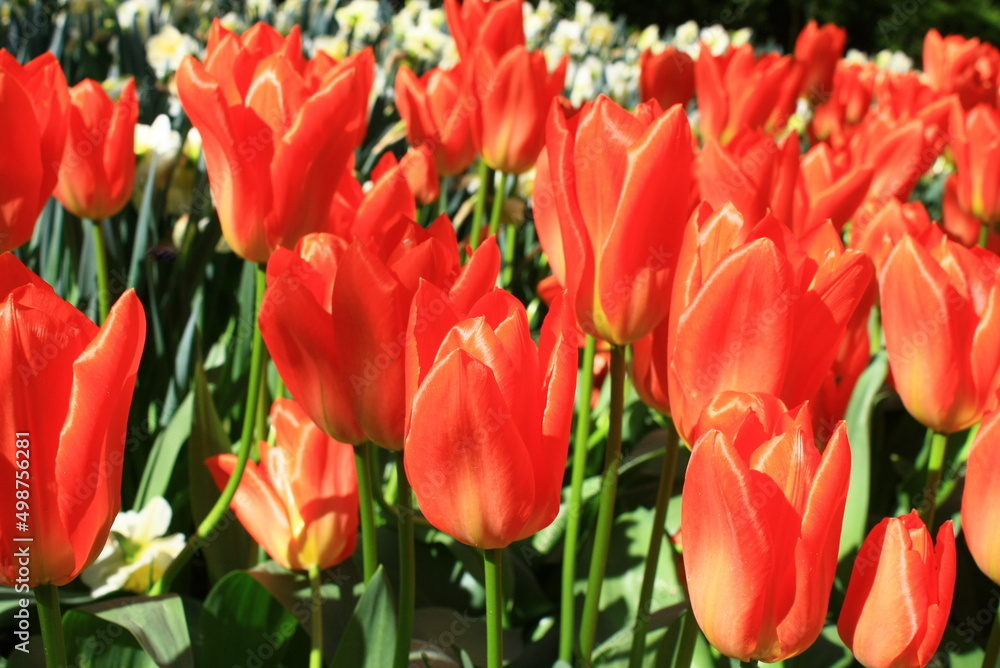 tulip plantation park, amsterdam, holland tulip plantation park, amsterdam, holland