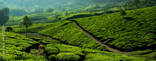 Photos Green tea plantation view from Munnar Kerala