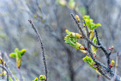 Fototapeta Naklejka Na Ścianę i Meble -  Pierwsze oznaki wiosny, pąki na krzewach 