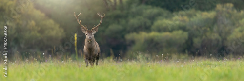 Obraz na płótnie Red deer, cervus elaphus, stag looking into the camera on a green meadow in summer with copy space. Brown wild animal with antlers standing in summer nature in panoramic horizontal composition. w salonie