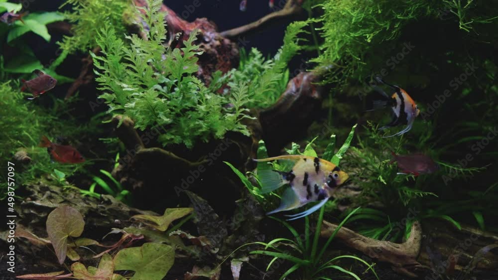 Freshwater aquarium With natural aquatic vegetation Freshwater aquarium With natural aquatic vegetation