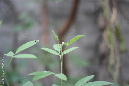 Closeup shot of newly grown green plants