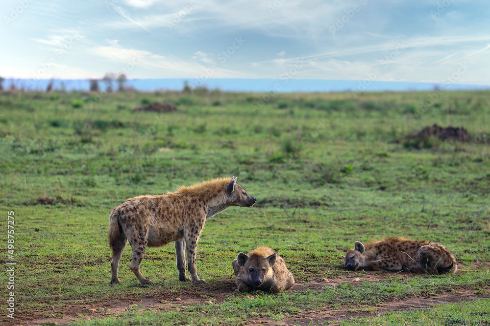 Hyena family Hyena family