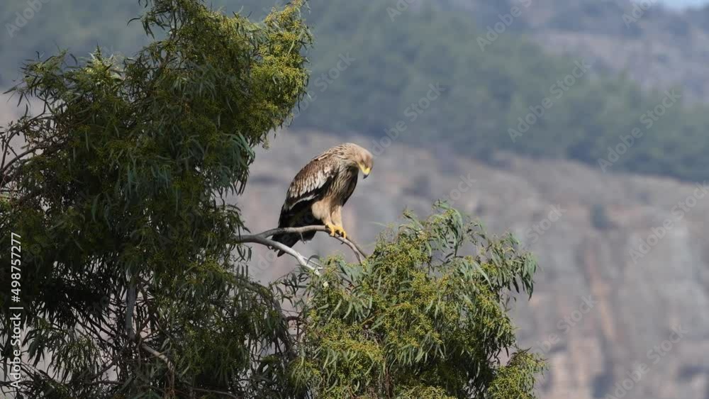 Imperial eagle (Aquila heliaca) standing on a tree Imperial eagle (Aquila heliaca) standing on a tree