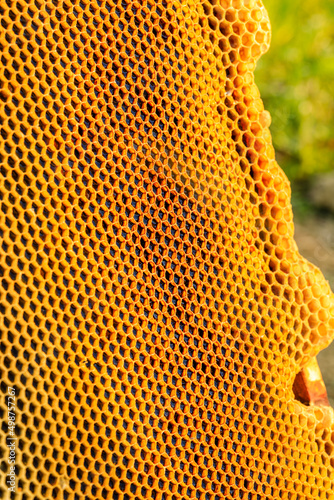 Honeycomb with honey as very nice natural background. Bee hive background texture and pattern. selective focus.