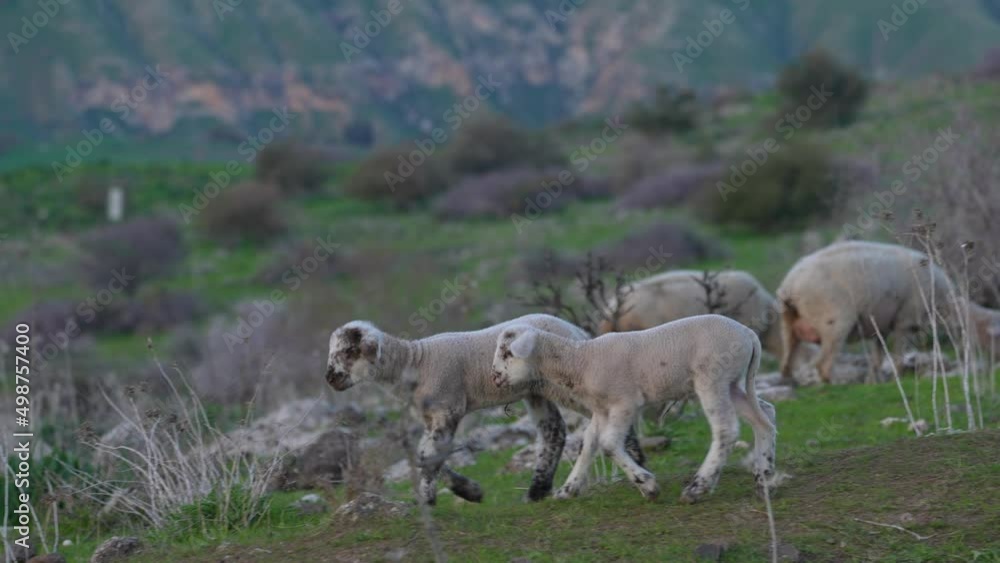 Lamb playing and jumping in the Golan Heights Lamb playing and jumping in the Golan Heights
