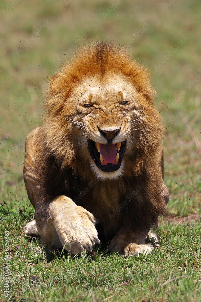 Angry male lion Angry male lion