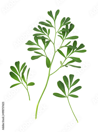 Set of green leaves and twigs of rue (Ruta graveolens) isolated