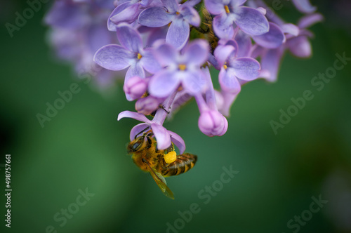 honey bee on a brench of lilac photo