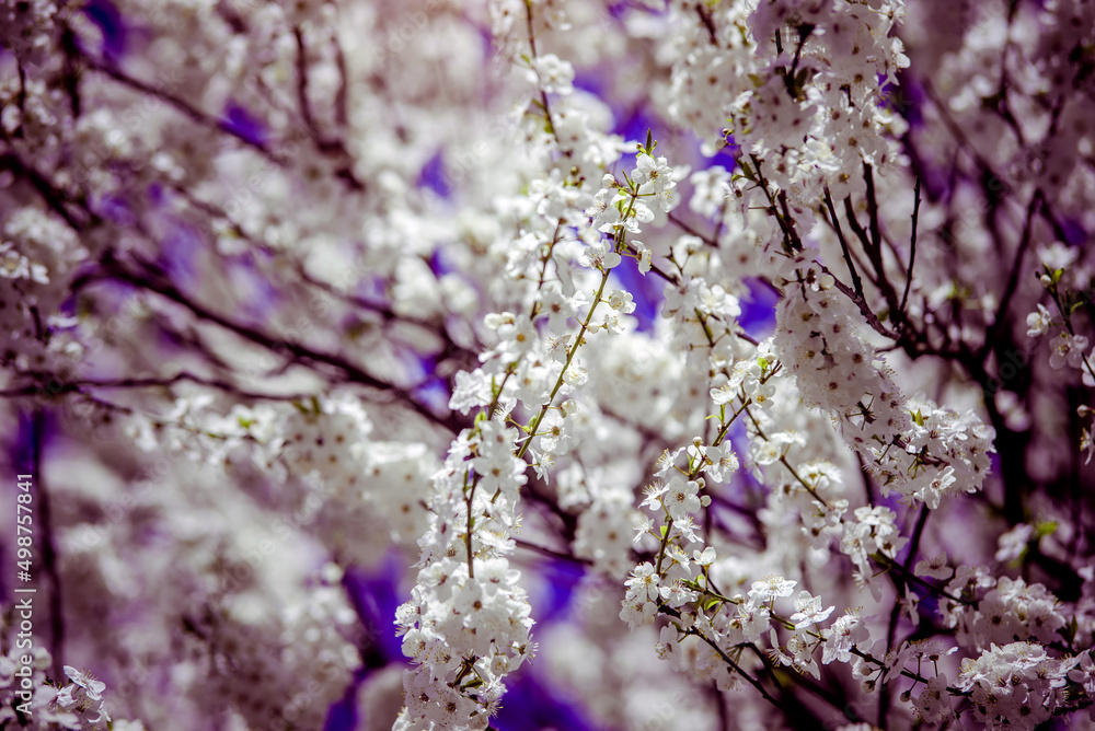 Cherry blossom branch in the garden in spring
