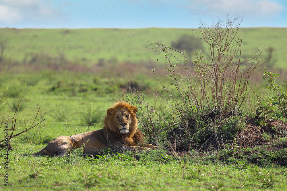 Fototapeta premium Male lion resting