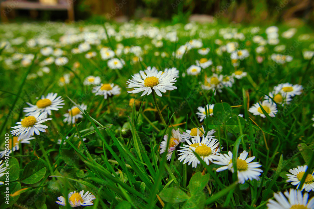 daisies in the grass daisies in the grass