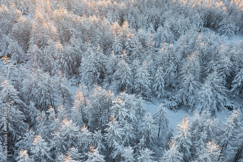 Aerial view of the winter forest. Amazing northern nature. Top view of snow-covered trees. Beautiful woodland landscape with larch trees in the snow. Cold snowy winter weather. Natural background.