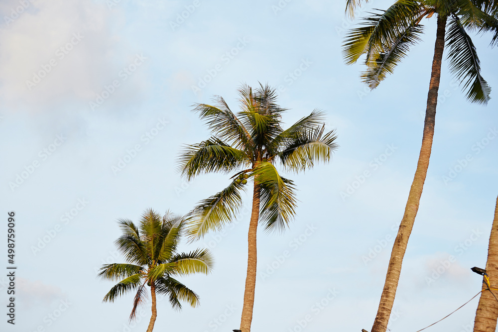 palm tree on the beach palm tree on the beach