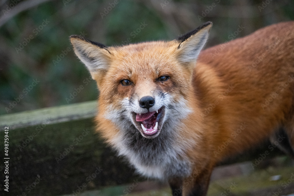 Fototapeta premium Red Fox on the Mount Vernon Trail at Roosevelt Island