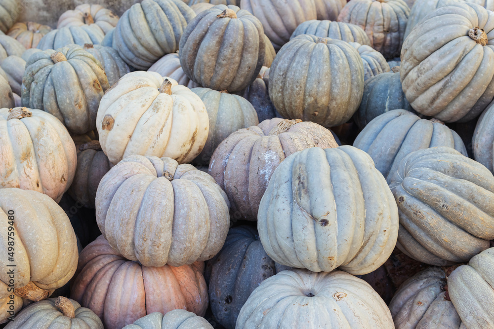 A lot of pumpkins at an open farmer's market.close-up there is a place A lot of pumpkins at an open farmer's market.close-up there is a place