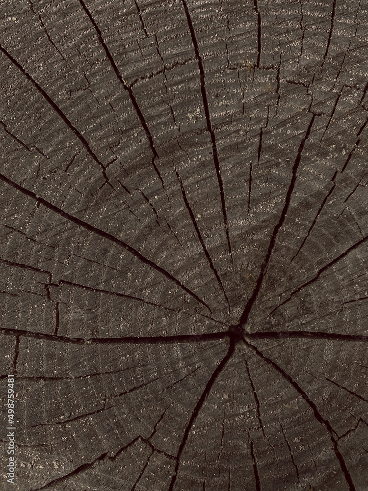Fototapeta premium Stump of tree felled - section of the trunk with annual rings. Slice wood. Detailed brown a felled tree trunk or stump. Rough organic texture of tree rings with close up of end grain and small holes.