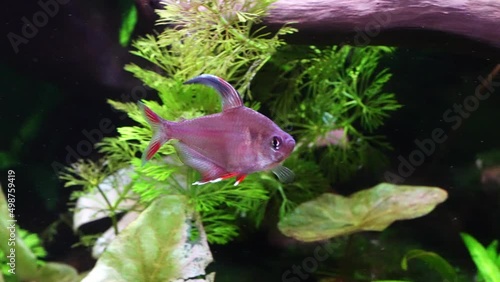 Rosy tetra (Hyphessobrycon rosaceus) photo