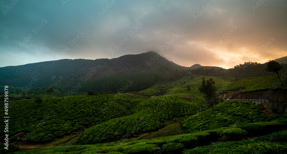  Tea Field Plantation during sunset
